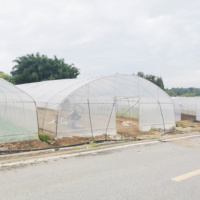Serre de tuyaux galvanisés hydroponiques économiques haute tunnels film plastique serre agricole pour la plantation de légumes