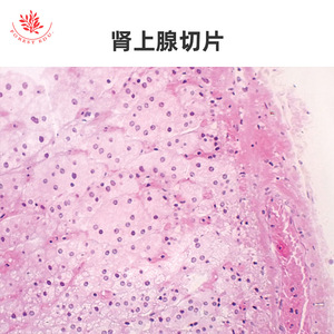 Lame de microscope du système endocrinien, phase de quiescence et phase de secretion de la glande mammaire, apprentissage médical, anatomie de base - Product Image 5