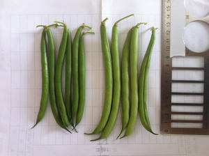 Verduras congeladas a granel OEM/ODM IQF judías verdes cortadas y verduras congeladas de judías verdes congeladas enteras - Product Image 4