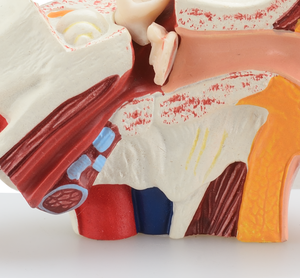 Modèle d'Anatomie d'Oreille Humaine pour Enseignement Médical, Mini, en PVC avec Base - Product Image 3