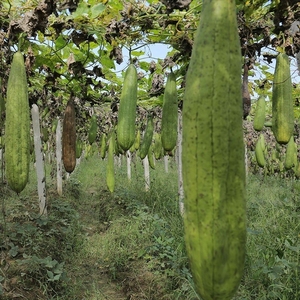 Vente en gros de luffas entiers naturels, utilisables pour laver les bols et comme luffa de bain - Product Image 6