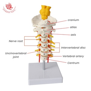 Modèle de colonne cervicale avec tige cérébrale FRT041, articulé flexible, vertèbres cervicales à 7 segments, modèle anatomique monté sur un support - Product Image 2