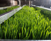 Système hydroponique intelligent et écologique Seedafarm pour la production de fourrage, équipement contrôlé par PLC, garantie 1 an, conteneur de 7000 kg