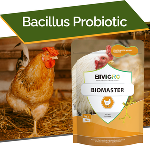 Probiótico Sinérgico en Polvo Soluble en Agua, Bacillus Subtilis y Bacillus Licheniformis, para la Regulación de la Flora Intestinal de Aves de Corral - Product Image 1