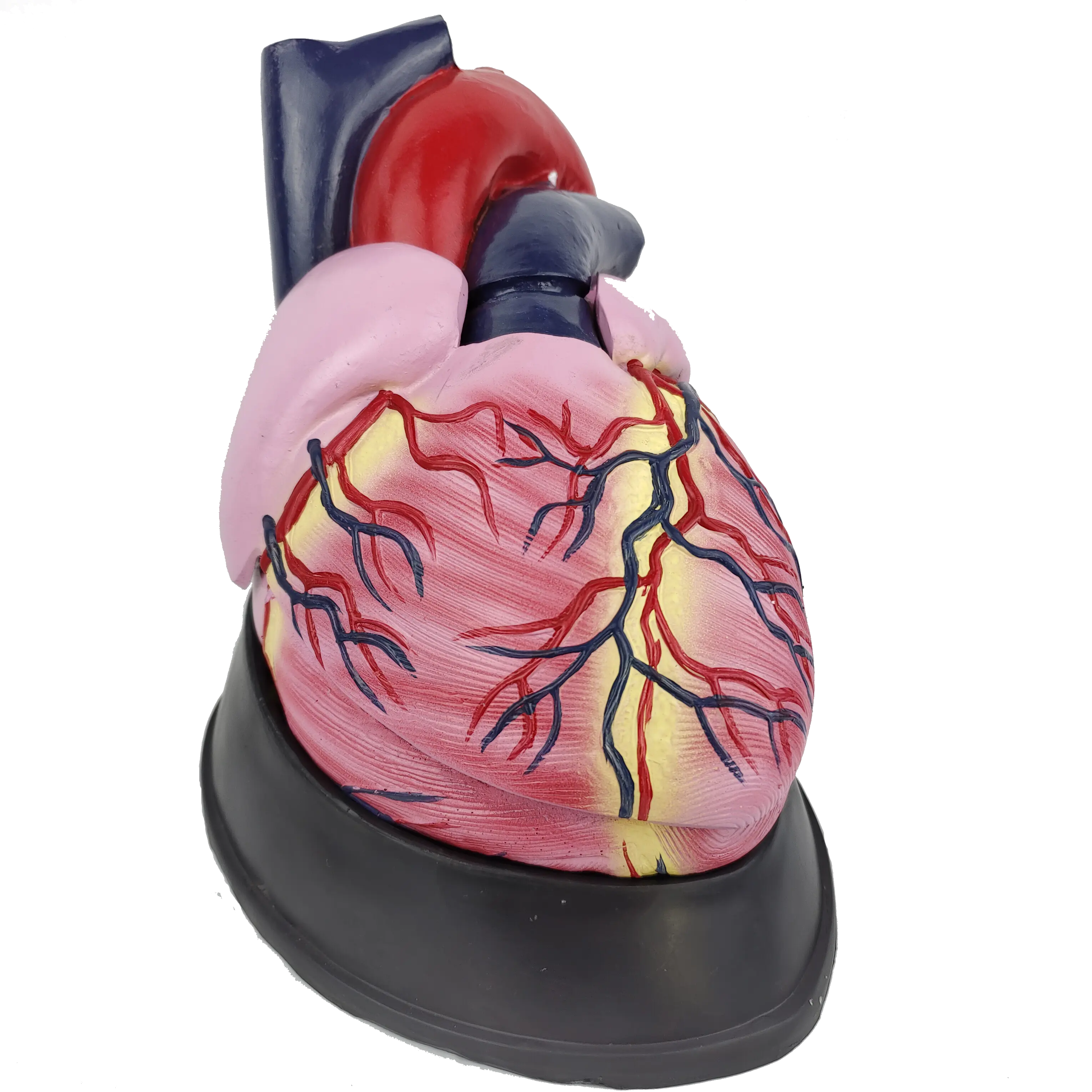 แบบจำลองทางกายวิภาคที่ขยายใหญ่ขึ้นของหัวใจมนุษย์, การสาธิตกายวิภาคของอวัยวะในอวัยวะภายใน, แบบจำลองหัวใจขยาย, แบบจำลองทางการแพทย์
