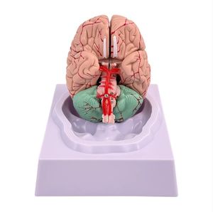 Modèle d'anatomie du cerveau humain Modèle anatomique en PVC en 8 parties pour modèle de neuroscience pour hôpital - Product Image 1