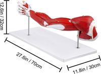 Modelo Anatómico de Brazo a Tamaño Real, 7 Partes Numeradas que Muestran los Músculos del Hombro, Brazo y Mano, con Certificación CE/ISO