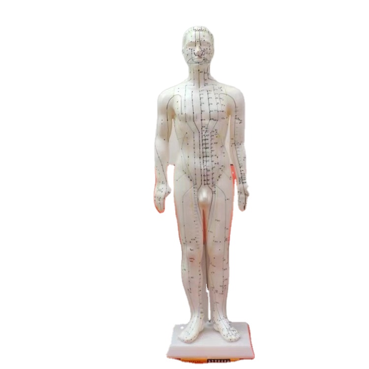 Male Female 50cm English Version Human Meridians Body Acupuncture Point Model