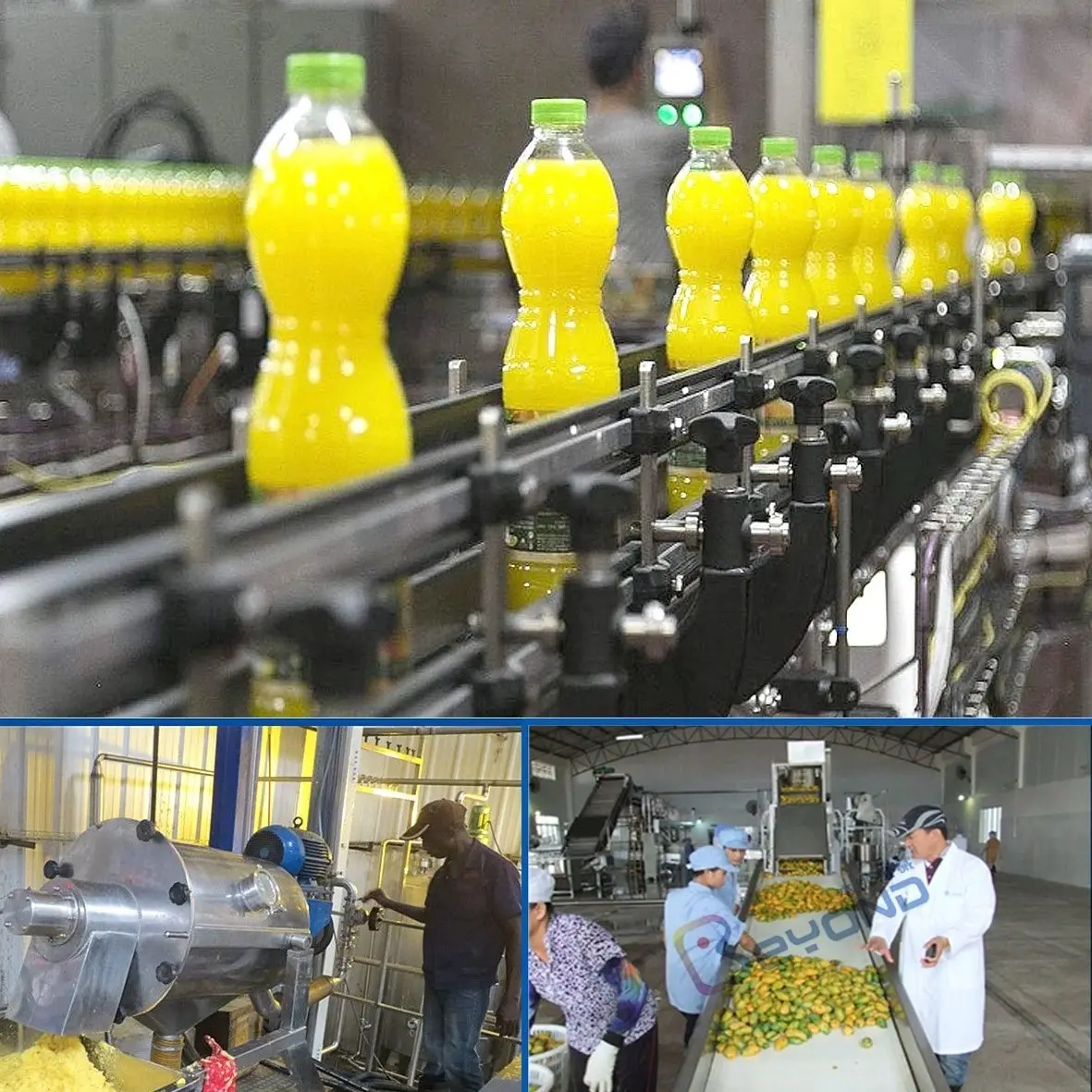 Linha de produção industrial automática completa do extrator de abacaxi