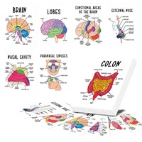 Cartes d'apprentissage sur l'anatomie humaine, personnalisables en plusieurs tailles, en matériau écologique