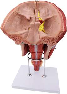 Modelo médico de anatomia da garganta da cavidade nasal humana, modelo em tamanho real para estudo em sala de aula de ciências, laringofaríngeos - Product Image 4