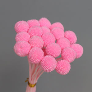 Usine en gros taille moyenne préservée fleurs séchées boule d'or naturel <span class=keywords><strong>Billy</strong></span> bouton Craspedia pour la décoration de mariage - Product Image 2