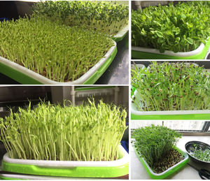 <span class=keywords><strong>Germination</strong></span> pois haricot cacahuète plantation hydroponique pépinière semis Micro plateau vert pour la culture sans sol <span class=keywords><strong>plaque</strong></span> de <span class=keywords><strong>germination</strong></span> - Product Image 6