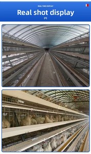 Jaula automática de 4 niveles para 30.000 gallinas ponedoras tipo batería para granja avícola - Product Image 5