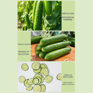 100% tự nhiên hữu cơ đông khô Dưa chuột thái lát/Cube/bột hương vị ngọt ngào số lượng lớn bao bì - Product Image 5