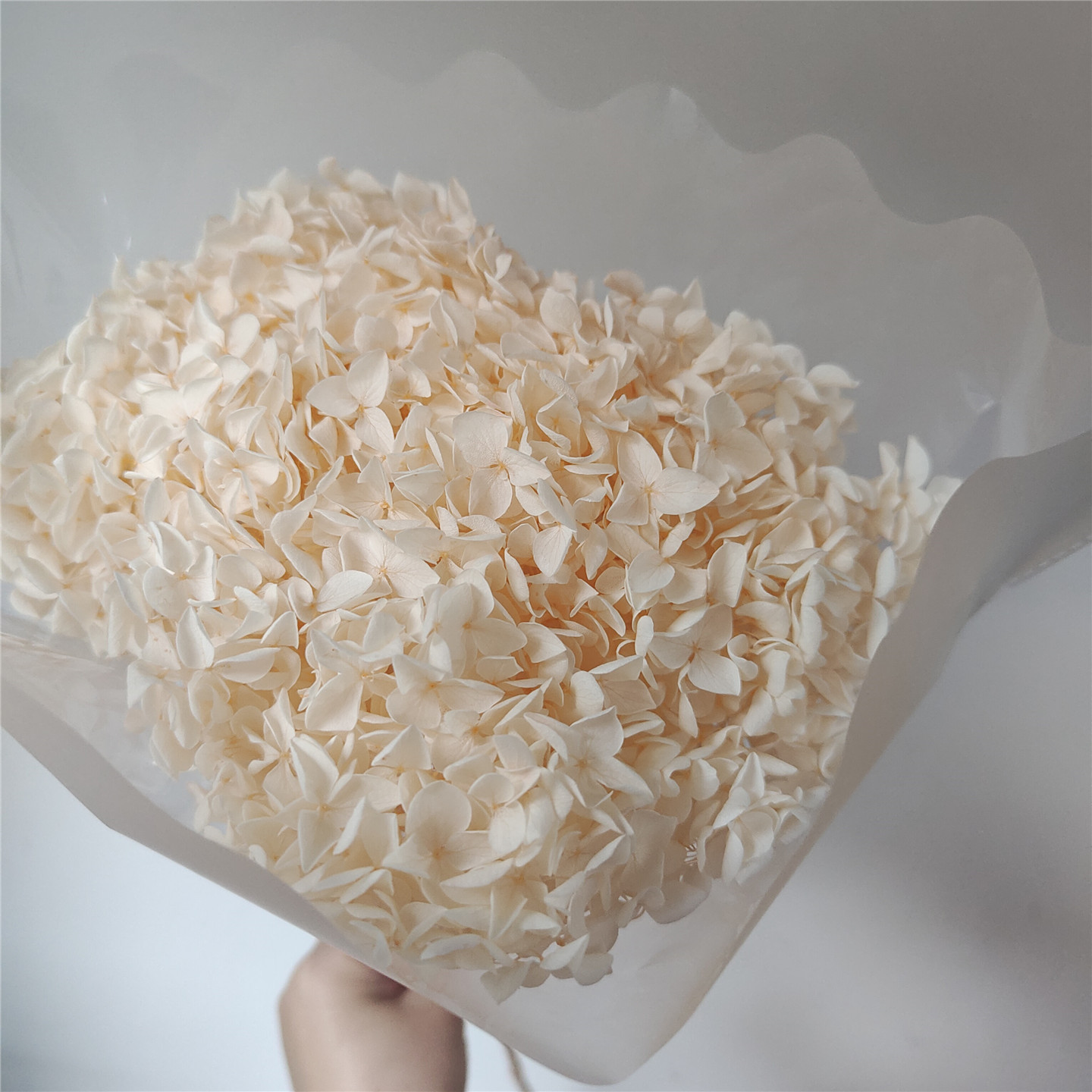 light champagne, 18-21 cm