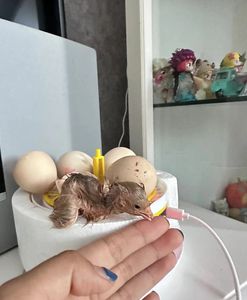 Mesin penetas telur ayam otomatis, mesin penetas telur ayam otomatis 4 buah - Product Image 4