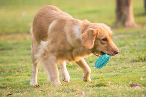 2026 Neues Langlebiges Gummi-Kauspielzeug für Haustiere mit Saugnapf - Product Image 4