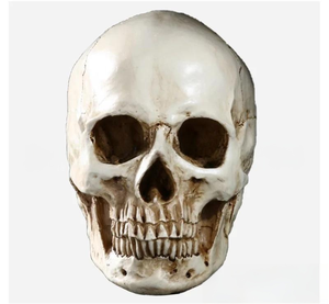 Modelo de Enseñanza Médica, Cráneo Completo de Resina, Naturaleza Muerta para Educación Artística y Anatómica - Product Image 4