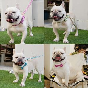 MIDEPET-Collar personalizado con forma de libélula para perro, gargantilla de lujo con lazo, bonito, QT - Product Image 4