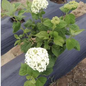 कवर कपड़े खरपतवार बाधा नियंत्रण चटाई परिदृश्य कपड़े लेमबरान पेनुटअप गुइला टोइल एंटी-मावेस हर्ब्स टिसु डी पेललेज - Product Image 6