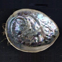 Coquille d'ormeau crue naturelle débarrassée de 11 à 13cm pour la décoration de bricolage en stock