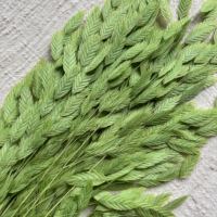 Fleur séchée Phalaris délicat à l'allure de lame d'herbe, non toxique, couleur fixée, faible MOQ, directement de l'usine, pour la décoration murale intérieure