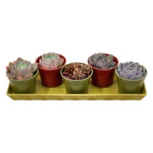 Pioneera Biodegradable 6cm Dia Fibra <span class=keywords><strong>Planta</strong></span> Macetas Clásica Mini <span class=keywords><strong>Maceta</strong></span> - Product Image 6