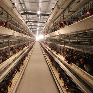 Presa di fabbrica di alta qualità automatico bevitore alimentatore pollame Farm automatico gabbia di strato di pollo con la raccolta automatica delle uova - Product Image 4