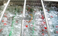 Olijvenreiniger Avocado Ui Sorteermachine Industriële Passievrucht Wasmachine Fruit/Groente Verwerkingslijn