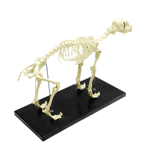 Diskon Besar Model Kerangka Anjing Kerangka Hewan PVC Canggih untuk Mengajar - Product Image 5