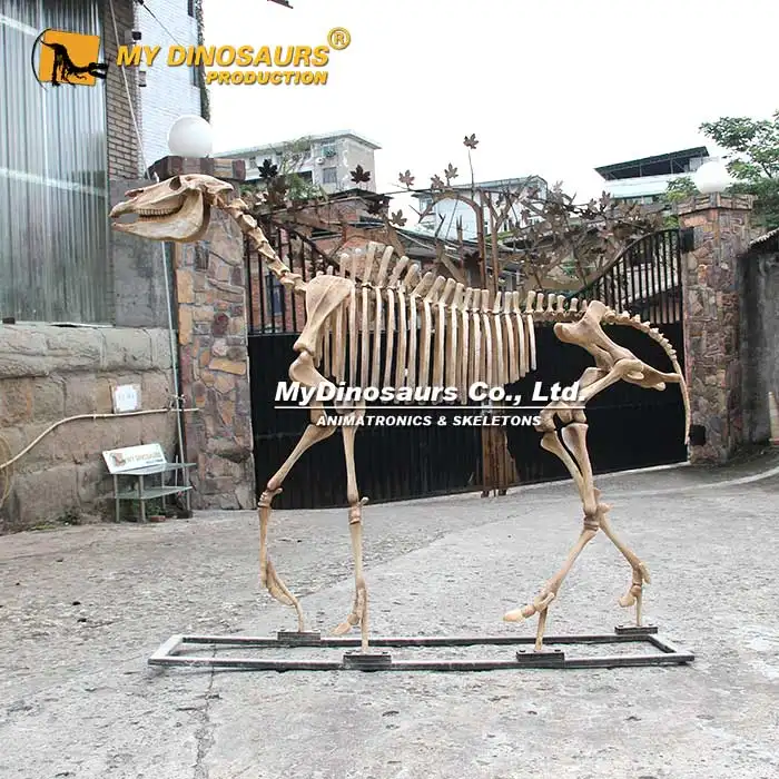 MY Dino L-186 Museum Display Life Size Horse Skeleton for Sale