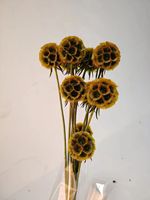 Buah Pinwheel Kering Grosir Satu Atap Warna/Ukuran Kustom Berkualitas Tinggi Buah Pinwheel Abadi untuk Dekorasi Hari Valentine Hari Ibu