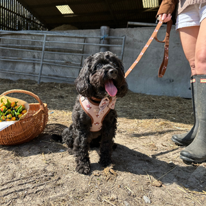 SinSky pas de traction tactique chien harnais luxe collier et laisse ensemble anti-dérapant réglable broderie chien harnais ensemble - Product Image 6