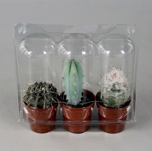 Boîte d'emballage de plantes Boîte d'emballage de plantes vivantes en plastique Emballage à clapet pour plantes vivantes - Product Image 4