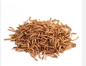 Yüksek proteinli kurutulmuş Mealworms doğal hayvan yemi ve balık yemi tahılsız bir torbada paketlenmiştir - Product Image 1