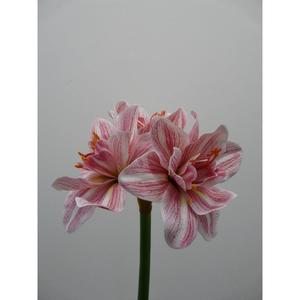 AMARYLLIS SPRAY X3 60CM LL - Product Image 1