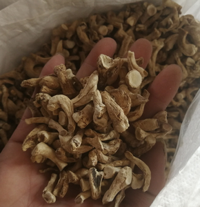 Pied de shiitake séché en vrac, haute qualité, 1kg - Product Image 2