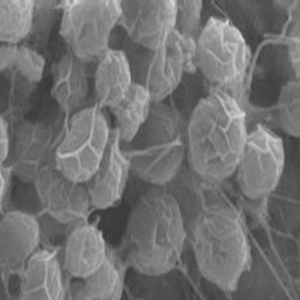 ตัวทำละลายน้ำมันสาหร่าย <span class=keywords><strong>Schizochytrium</strong></span> เกรดอาหารมาตรฐาน GMP บรรจุในภาชนะพลาสติก - Product Image 5