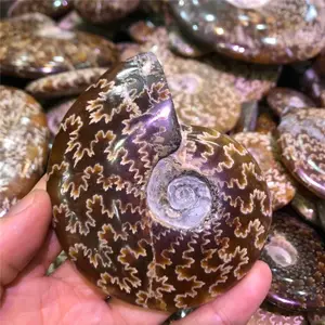 Grosir Fosil Siput Ammonit Alami, Spesimen Mineral Penyembuhan Batu Fosil Kristal untuk Ornamen Rumah