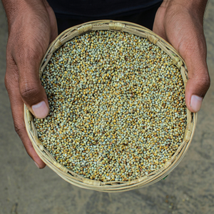 Fournisseur en gros de millet indien - Product Image 1