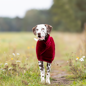 Prêt à expédier luxe coton chien peignoir velours extérieur tricoté couches intérieures turc Pet serviette de bain Robe - Product Image 5