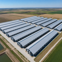 Solutions clés en main pour fermes avicoles à structure métallique intelligente, hangar de poulailler préfabriqué automatisé, systèmes intégrés d'élevage de poulets de chair