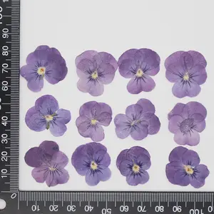 N073 2021 New Arrival Hot Selling Diy Material 100% Natural Dried Purple Pansy Pressed Flowers Pressed Pansy Dried Flowers