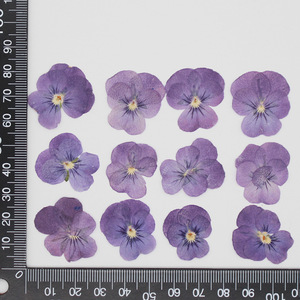 N073 2021 nuovo arrivo vendita calda materiale fai da te 100% naturale essiccato viola Pansy pressato fiori pressati Pansy fiori secchi - Product Image 6