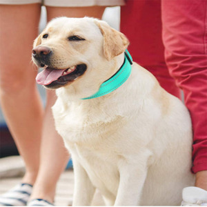 Direktverkauf Nylon-Hundehalsband mit Weicher Neopren-Polsterung und Atmungsaktivem Verstellbarem Hochwertigem Robustem Premium-Hundehalsband - Product Image 5