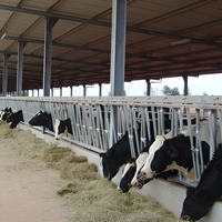 Structure en acier galvanisé à chaud épaisse pour abri de bétail, idéale pour l'élevage de porcs et de moutons, personnalisable, économique et antirouille
