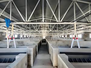 Nave de Acero Resistente a la Intemperie para Uso Agrícola y Ganadero, Establos para Ganado - Product Image 4