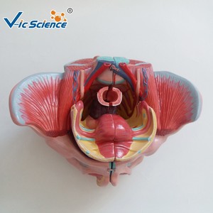 Modèle anatomique pédagogique biomédical : Modèle avancé des accessoires pelviens féminins, des organes génitaux et des nerfs vasculaires - Product Image 1