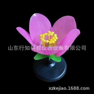 Modèle de fleur de pêcher, modèle de plante, modèle d'expérimentation pédagogique en sciences biologiques, équipement expérimental, instrument pédagogique - Product Image 2